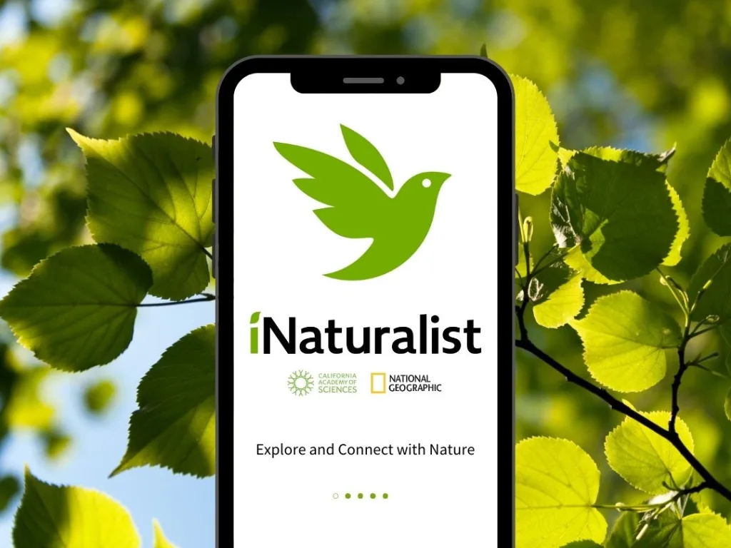 iNaturalist - App para identificar plantas